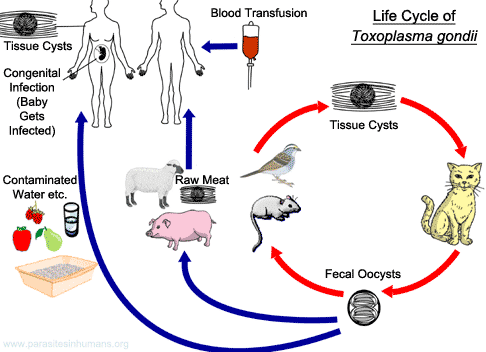 toxoplasma-gondii-life-cycle